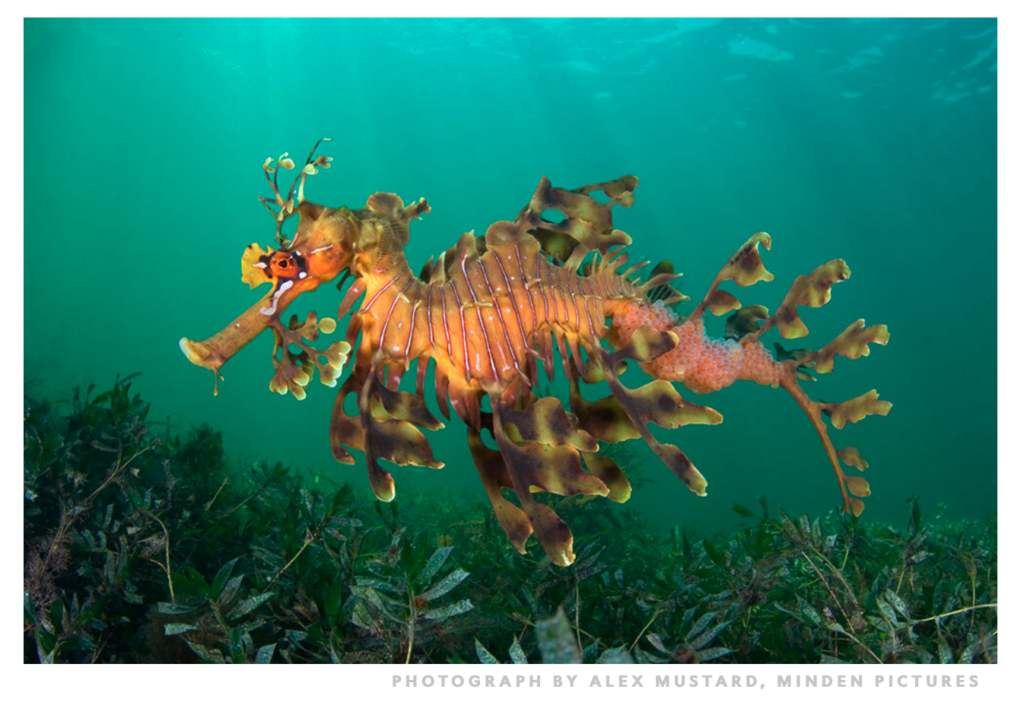 leafy sea dragon carrying eggs under his tail.png